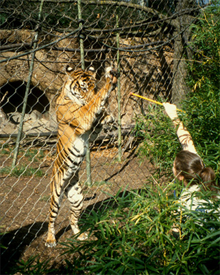 Training a Tiger
