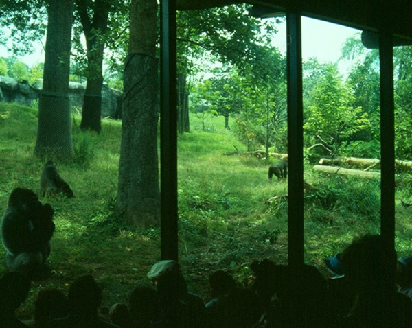 Gorillas at Atlanta Zoo
