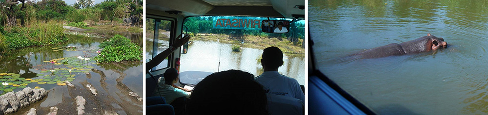Bali Safari Hippo Exhibit