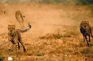 Coursing Cheetahs