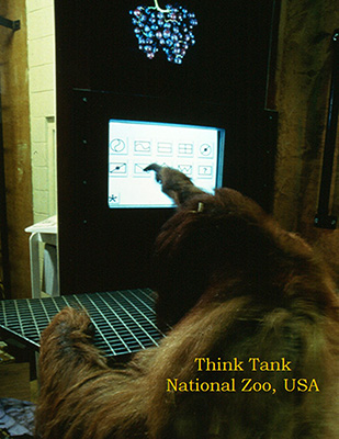 Orangutan uses computer