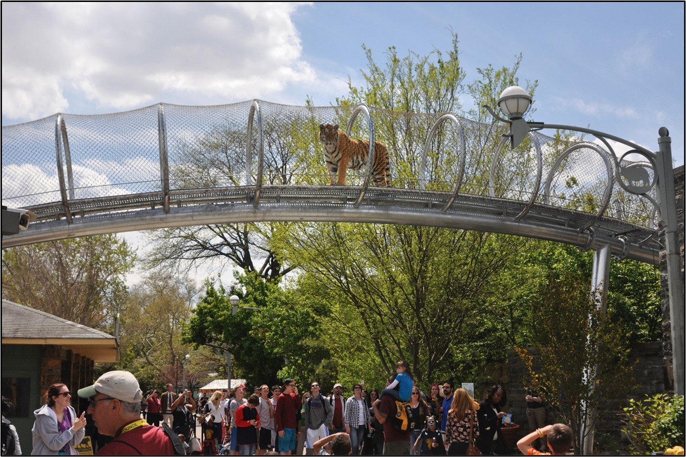 Tiger Crossing