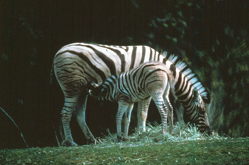 Zebra mother and child
