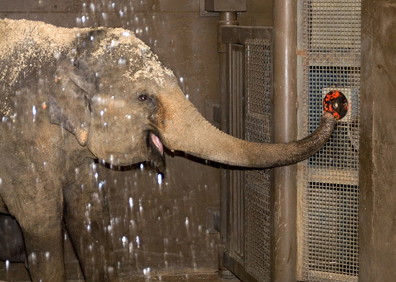 Elephant Shower