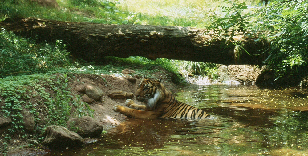Tiger in water
