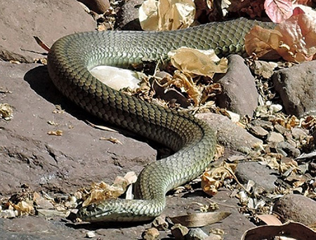 Snake in home garden