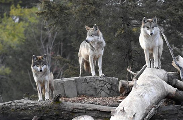 Wolves in natural exhibit